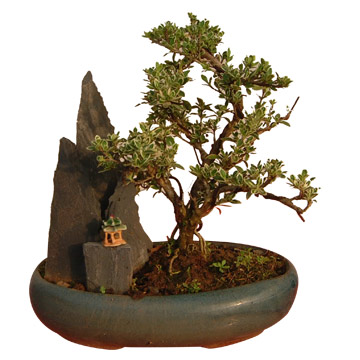 Serissa Bicolor Bonsai